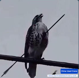 Buy Sany 550T5 Used Crane / 1 Buy Sany 550T5 Used Crane / 1